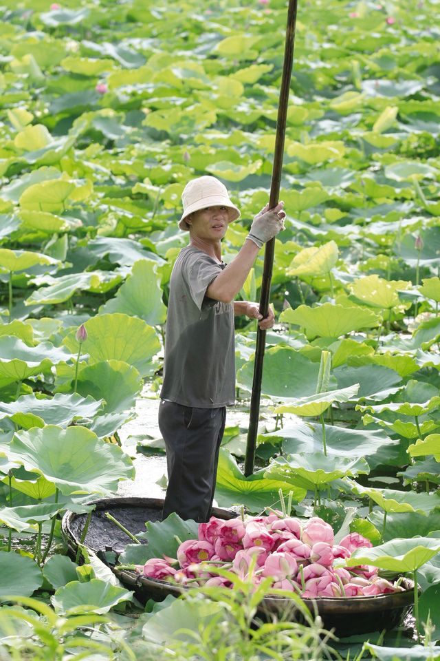 Người Hà Nội với thú ướp trà sen tươi Tây Hồ