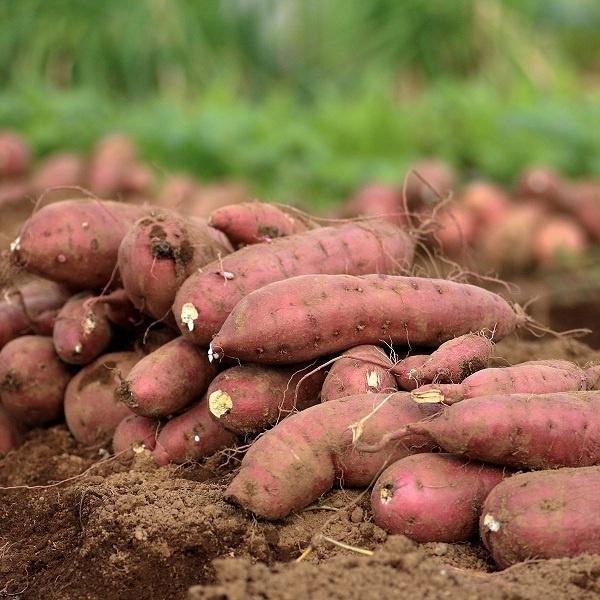 Những sai lầm trong chế biến và bảo quản khoai lang hầu như người nội trợ nào cũng từng mắc phải
