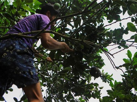 san trung kien lam mon an dac san o ngoai thanh ha noi Săn trứng kiến làm món ăn đặc sản ở ngoại thành Hà Nội