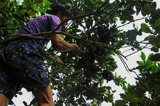 Săn trứng kiến làm món ăn đặc sản ở ngoại thành Hà Nội
