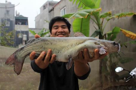 "Sát thủ" cá ngạnh