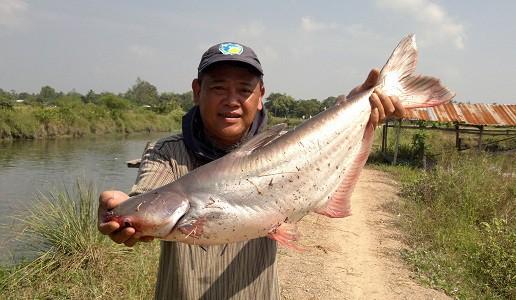 "Sát thủ" cá ngạnh