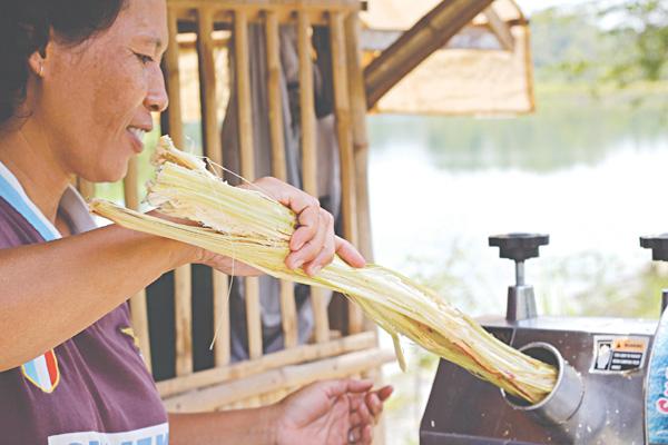 Tại sao nước mía lại được yêu thích trong mùa hè?