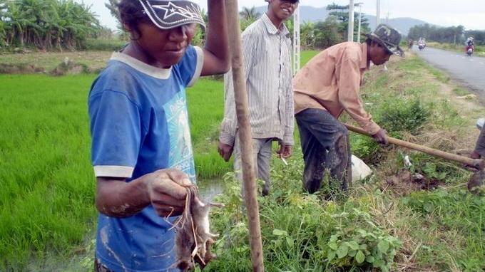 Thịt chuột đồng xào lá mãng cầu xiêm - món ăn chơi "lẫm liệt"