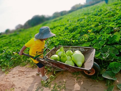 thu qua que mua duoc tan dung lai bien thanh mon ngon kho cuong Thứ quả quê mùa được tận dụng lại biến thành món ngon khó cưỡng