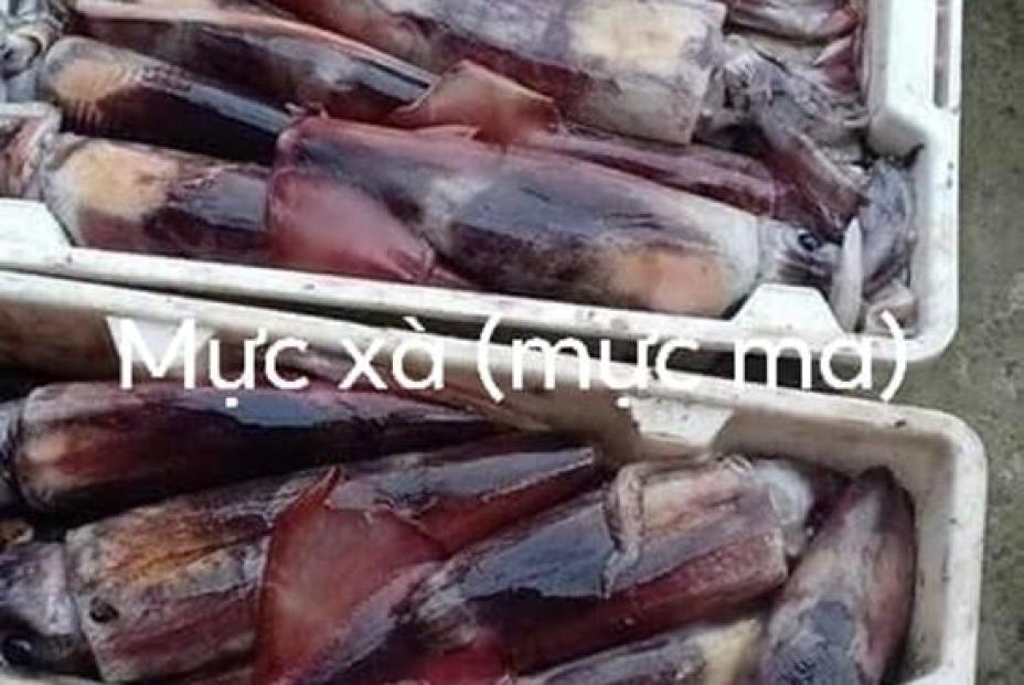Thực hư mực 