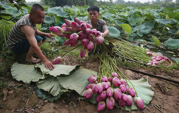 Trà sen hồ Tây - món quà tinh tế ngày hè ở Hà Nội