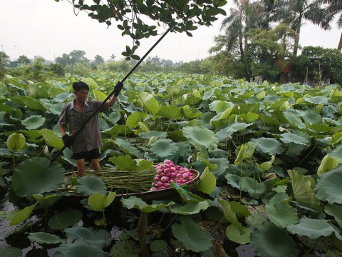 tra sen ho tay mon qua tinh te ngay he o ha noi Trà sen hồ Tây - món quà tinh tế ngày hè ở Hà Nội