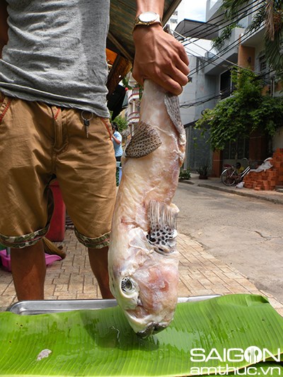 Vén màn bí mật cá... mặt thỏ
