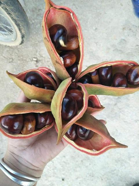Vừa rẻ lại ngon, đặc sản hạt mề gà rừng Tây Bắc khiến 'vạn người mê'