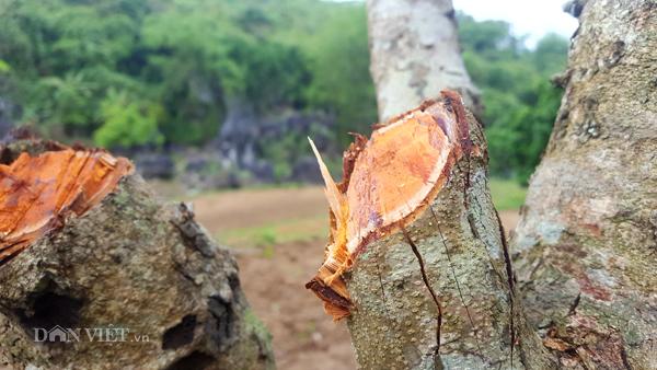 Xôi "lên màu lung linh" nhờ các loại cây từ rừng