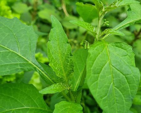 la lung thu rau chang trong ma co phai dem nho bo di nhung lam thanh mon gay nghien Lạ lùng thứ rau "chẳng trồng mà có" phải đem nhổ bỏ đi nhưng làm thành món "gây nghiện"