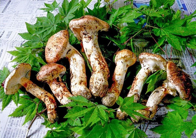 Những loại nấm đắt đỏ nhất thế giới, chỉ ăn một miếng đã bằng gia tài cả đời người