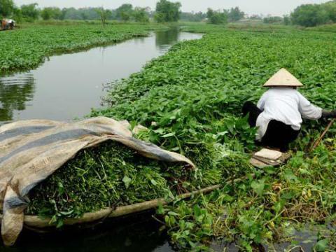 rau muong neu thay dau hieu nay nen bo di cho an ma ruoc hoa vao nguoi Rau muống nếu thấy dấu hiệu này nên bỏ đi chớ ăn mà rước họa vào người