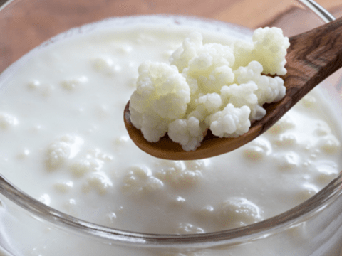 nam sua kefir tac dung bat ngo cho suc khoe va cach nuoi nam sua don gian tai nh Nấm sữa Kefir: Tác dụng bất ngờ cho sức khỏe và cách nuôi nấm sữa đơn giản tại nhà