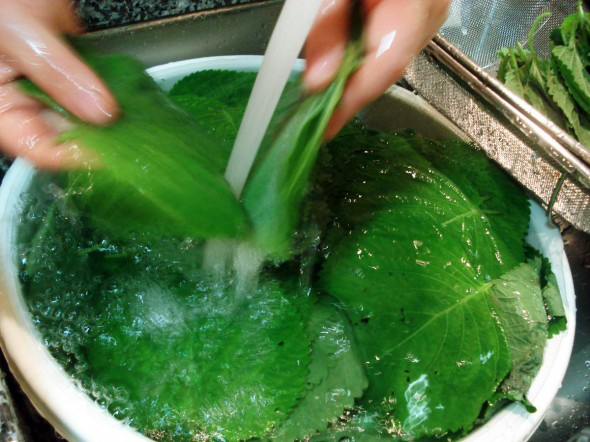 Có loại lá quen thuộc để ăn kèm thịt nướng, mang đi muối chua lại ngon bất ngờ