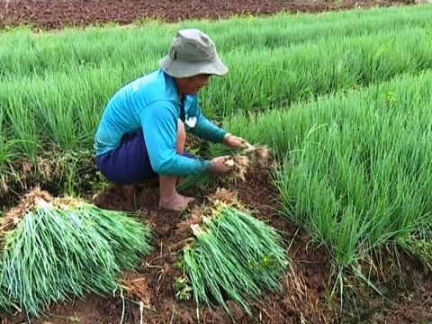 nhung luu y khi lua chon bao quan su dung hanh la Những lưu ý khi lựa chọn, bảo quản, sử dụng hành lá