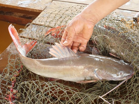 mon lau ca dam chat tay nguyen dai ngan Món lẩu cá đậm chất Tây Nguyên đại ngàn