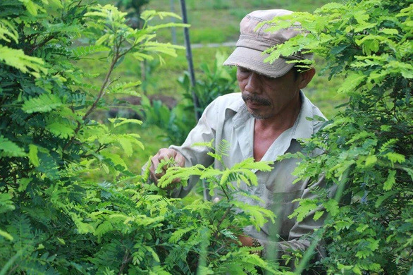 Cá chốt nấu lá me non, chua thanh và ngon thấm đẫm nơi đầu lưỡi
