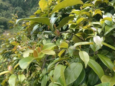 thit trau la lom hoa binh mui cua gia dinh vi cua hanh phuc Thịt trâu lá lồm Hòa Bình: Mùi của gia đình, vị của hạnh phúc