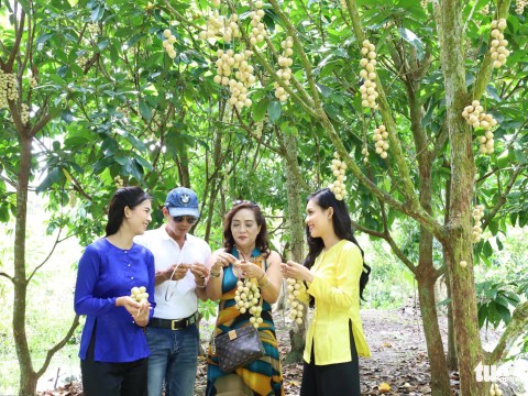 ve can tho kho nhin them mon ga um dau ha chau ngot lim Về Cần Thơ, khó nhịn thèm món 'gà um dâu Hạ Châu' ngọt lịm