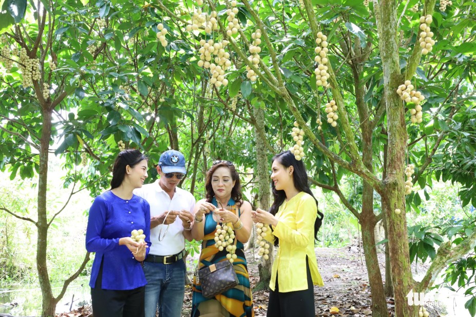 Về Cần Thơ, khó nhịn thèm món 'gà um dâu Hạ Châu' ngọt lịm