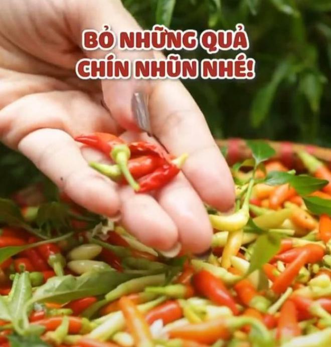 Công dụng tuyệt vời của quả ớt nhà nào cũng có người nghiện ăn và cách ngâm ớt ngon 