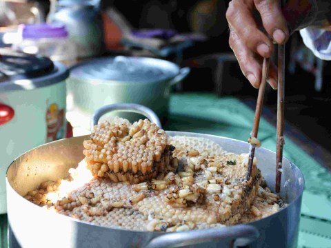 nhong ong rung mat ngot cua mien son cuoc khien thuc khach dam say Nhộng ong rừng - “Mật ngọt" của miền sơn cước khiến thực khách đắm say