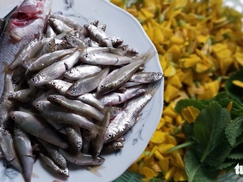 nuoc noi chi voi ca linh ba con mien tay co canh chua lau mam kho lat kho tieu chien bo Nước nổi, chỉ với cá linh, bà con miền Tây có canh chua, lẩu mắm, kho lạt, kho tiêu, chiên bột…