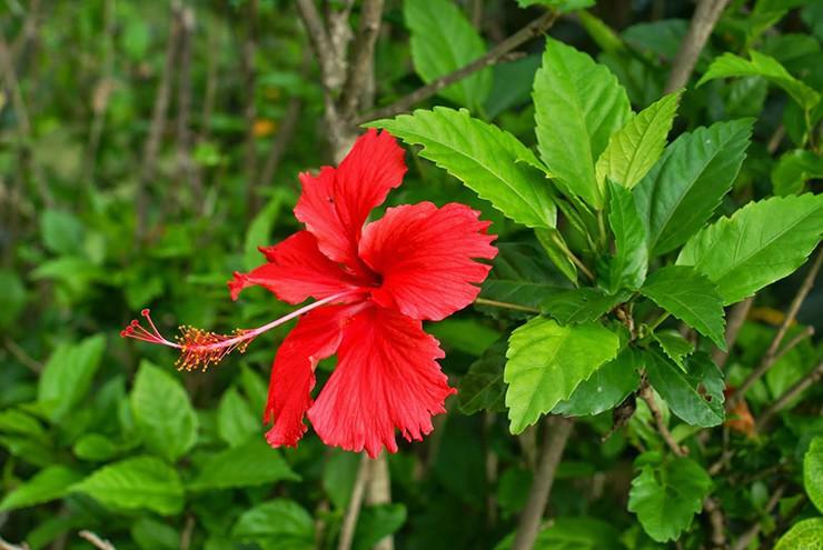 Loại rau chỉ trồng ở bờ rào nay 