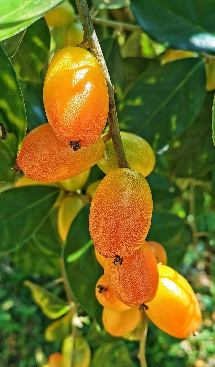 Thủy chung với... nhót