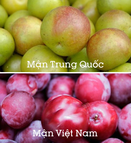 Chiêu hay phân biệt mận ta và mận Trung Quốc