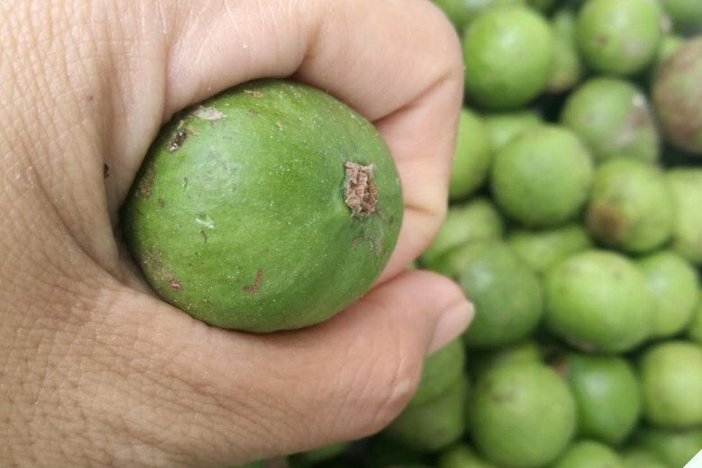 Mua sấu non hay già thì ngon? Tất cả đều không phải, người thông minh phải gặp đúng loại này mới mua