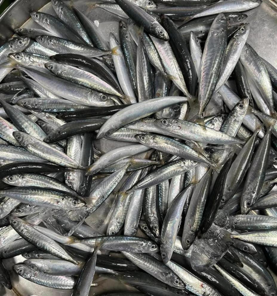 Nhớ thương canh cá nục lá me non