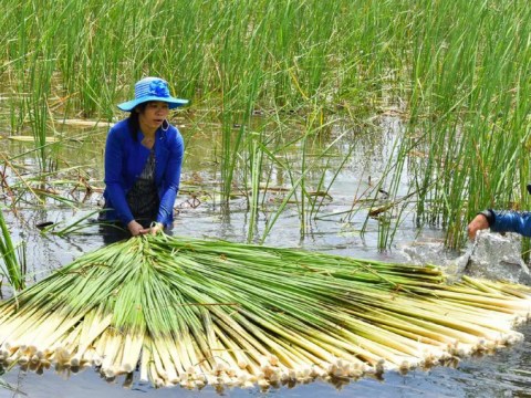 la mieng dac san mien tay ai di cung mua ve lam qua vi an qua cuon Lạ miệng đặc sản miền Tây, ai đi cũng mua về làm quà vì ăn quá "cuốn"