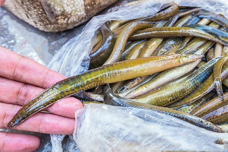 Loại cá đầy gai, trơn bóng, đem kho ăn ngon không tả xiết